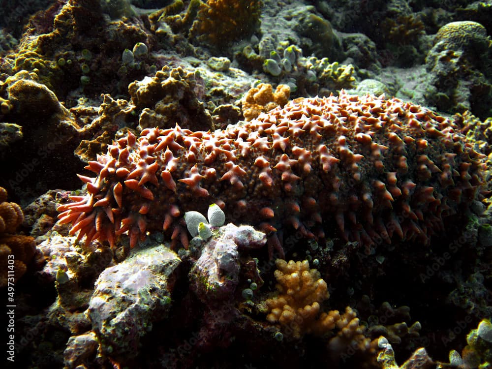 Thelenota Ananas - Pineapple Sea Cucumber