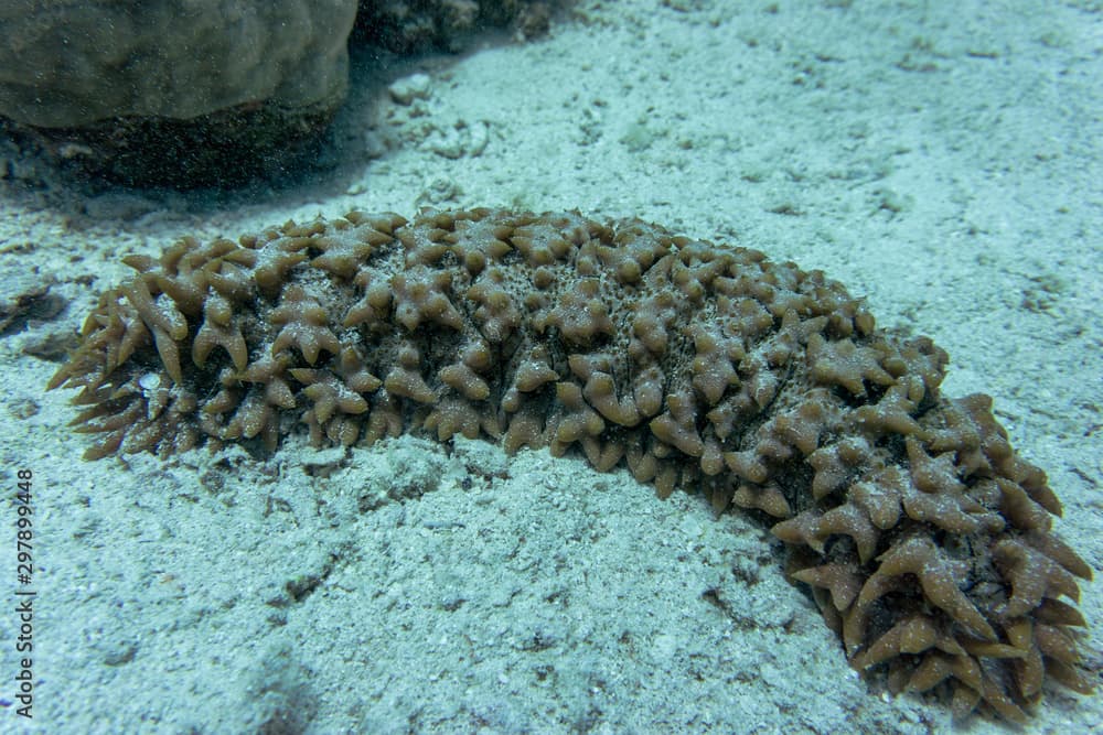 Pineapple sea cucumber (Thelenota ananas).