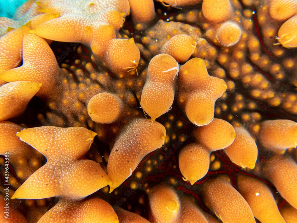 Orange sea cucumber ananas in Reunion island