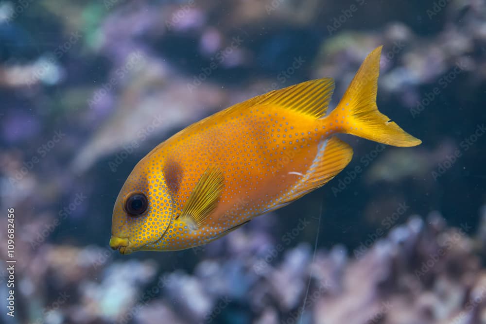 Blue-spotted spinefoot (Siganus corallinus).