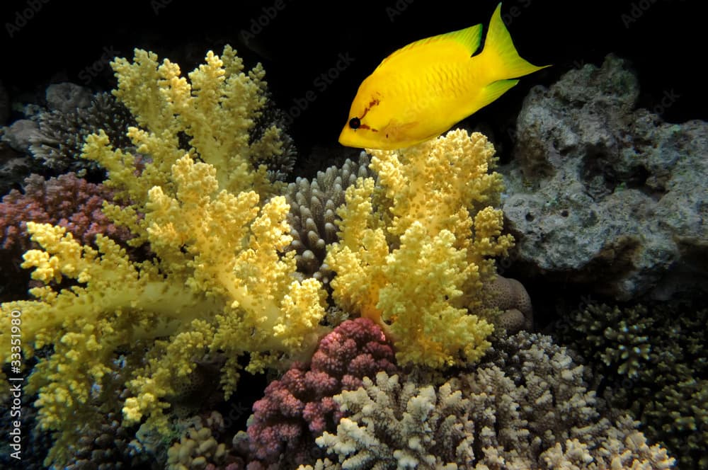 Coral rabbitfish (siganus corallinus)  in the Red Sea, Egypt.