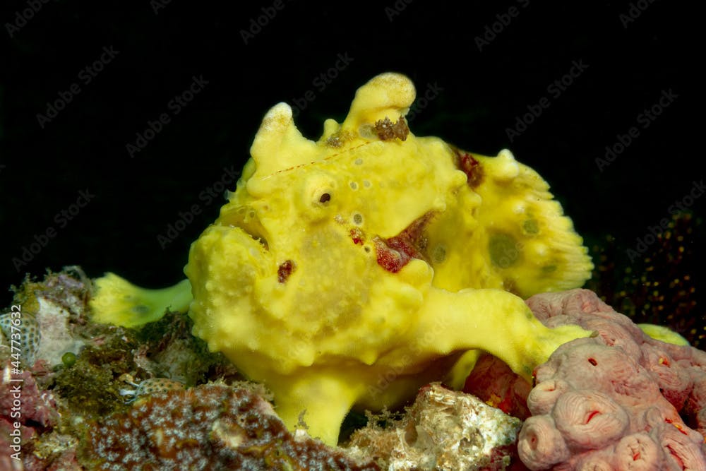 Marine Antennarius multiocellatus fish in coral reefs