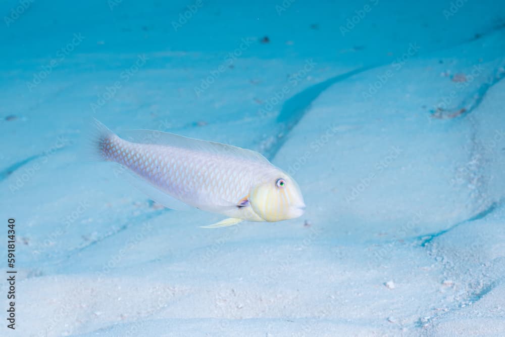 Rosy rasorfish swimming over sandy ocean floor