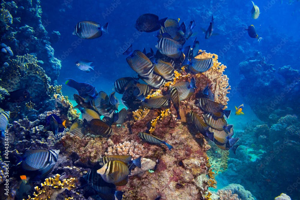 colony of Zebrasoma desjardinii or the indian sailfin doctor fish colorful underwater coral reef. marine animal wildlife ocean sea background