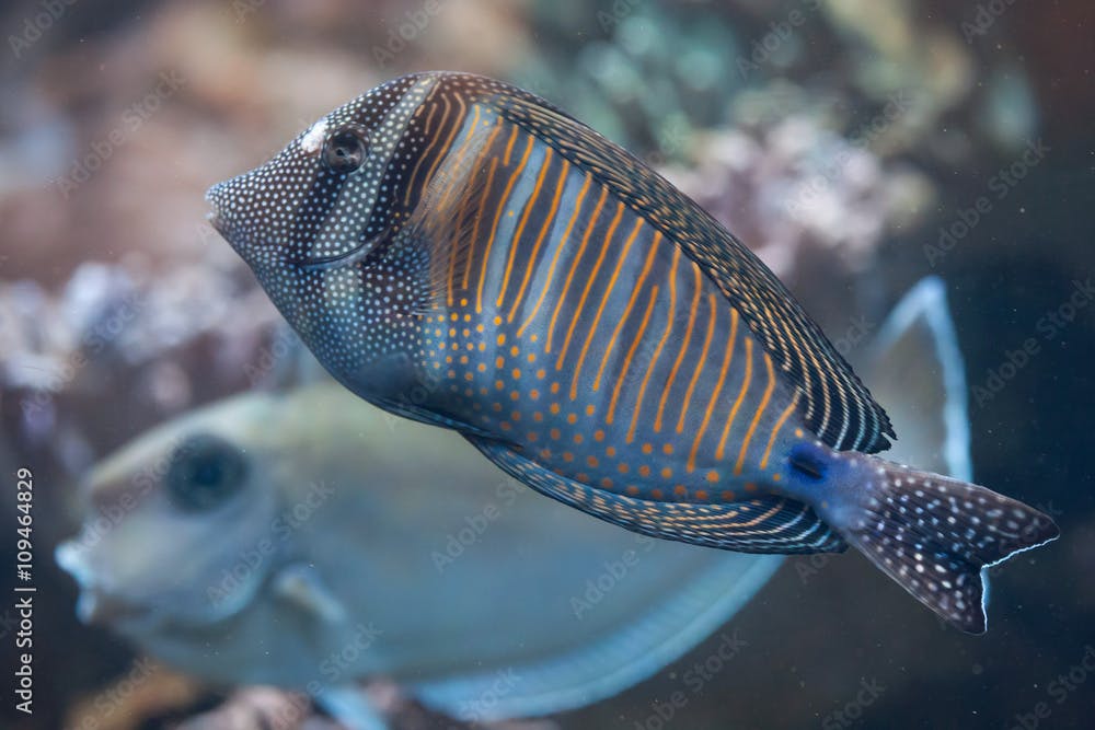 Red Sea sailfin tang (Zebrasoma desjardinii).