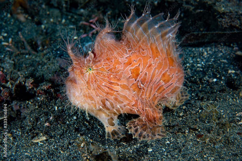 Striped Frogfish (Antennarius striatus)