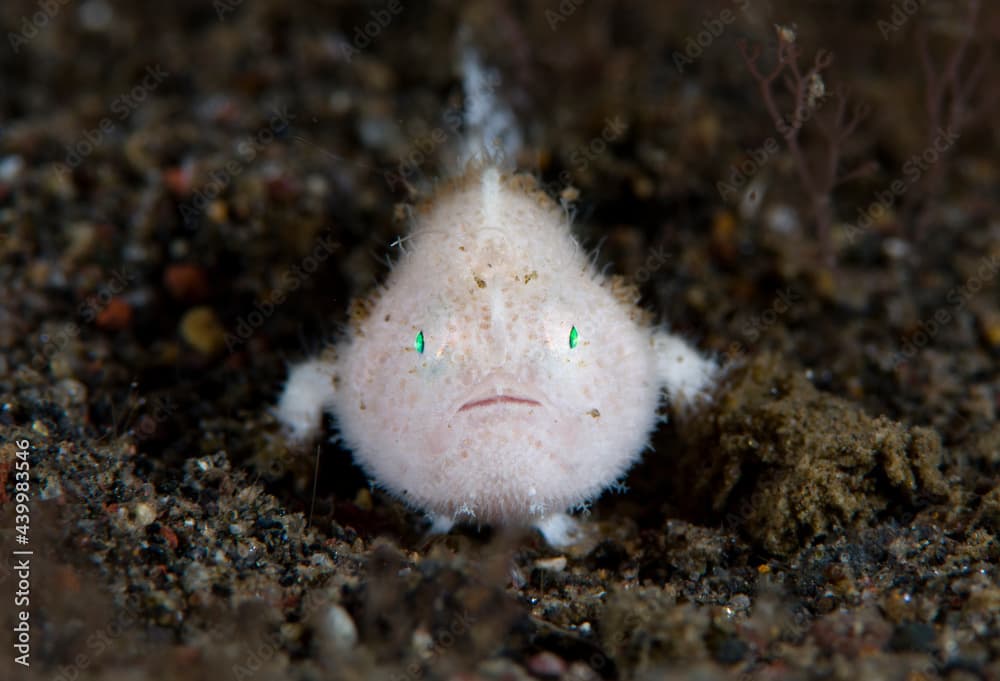 Hairy Frogfish (juvenile, 15mm) - Antennarius striatus. Underwater macro world of Tulamben, Bali, Indonesia.