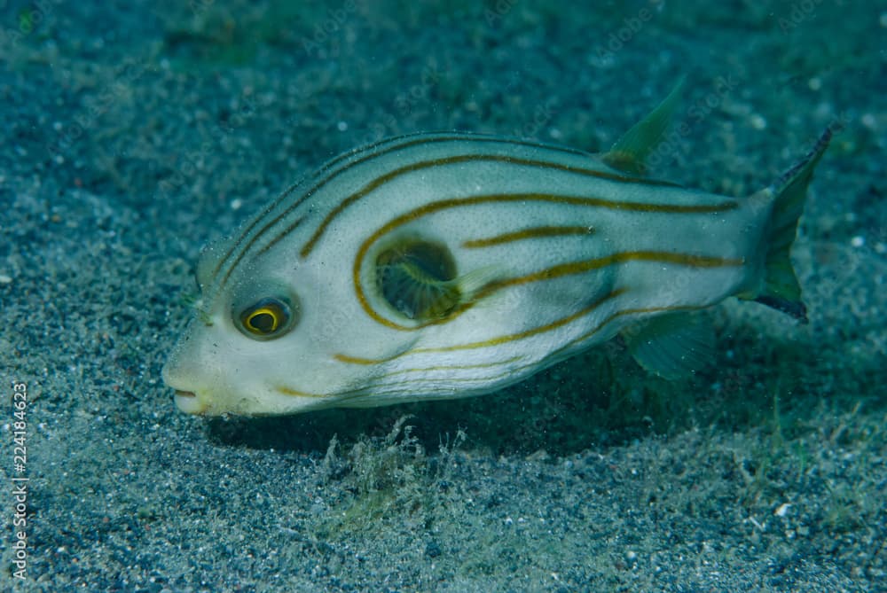 Striped Puffer Arothron manilensis,