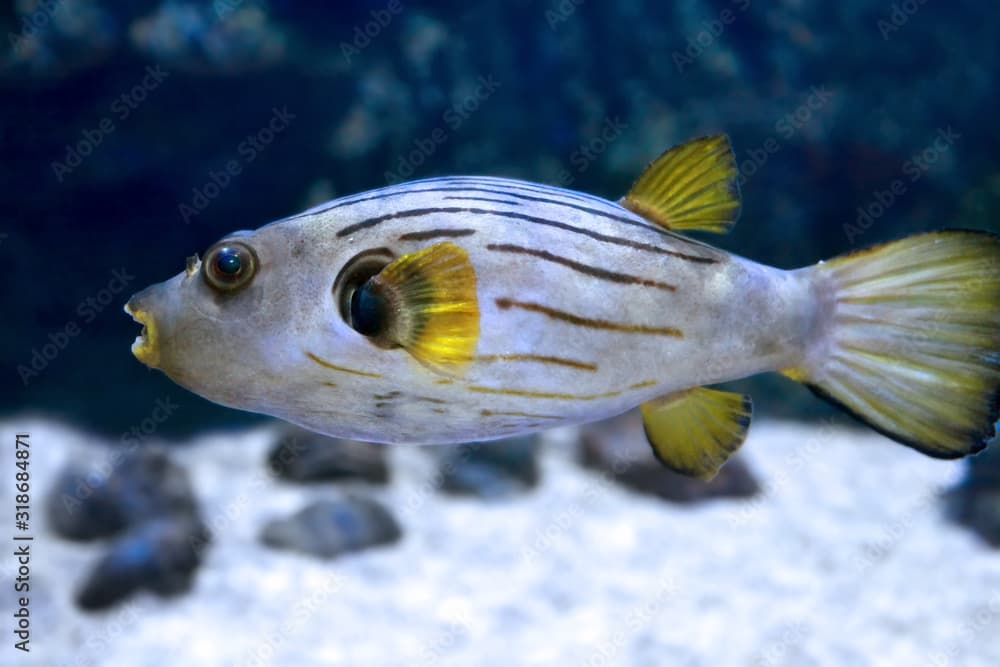 Narrow-lined puffer (Arothron manilensis)