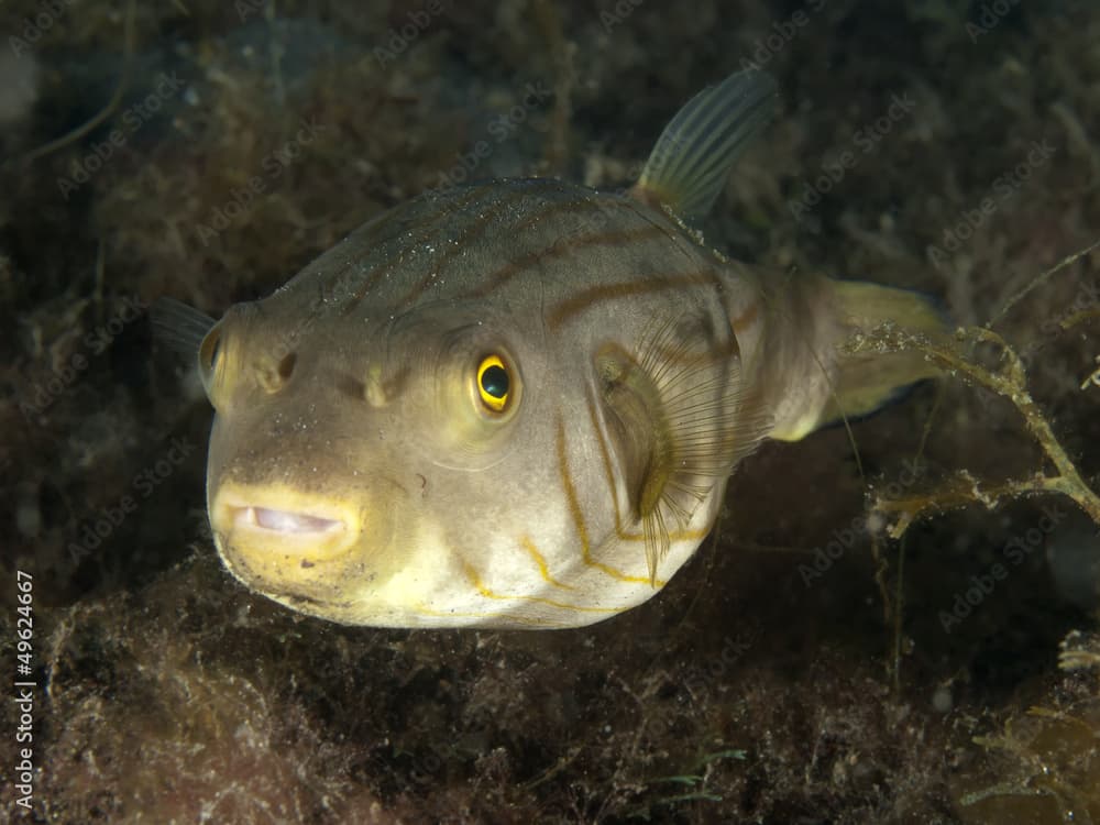 Narrow-lined puffer