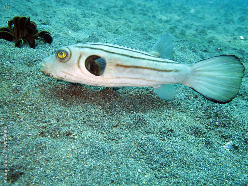 Manila-Kugelfisch (Arothron manilensis)