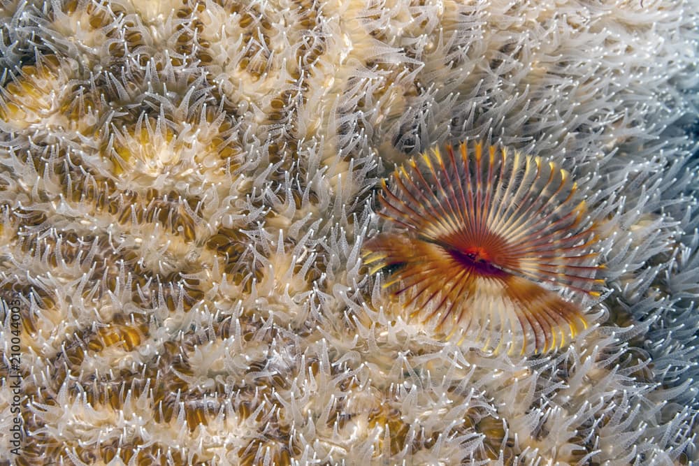 Split-crowned tubeworm