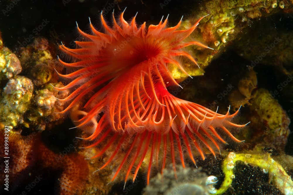 fan worm (Serpula vermicularis) from from Adriatic Sea, Brijuni National Park