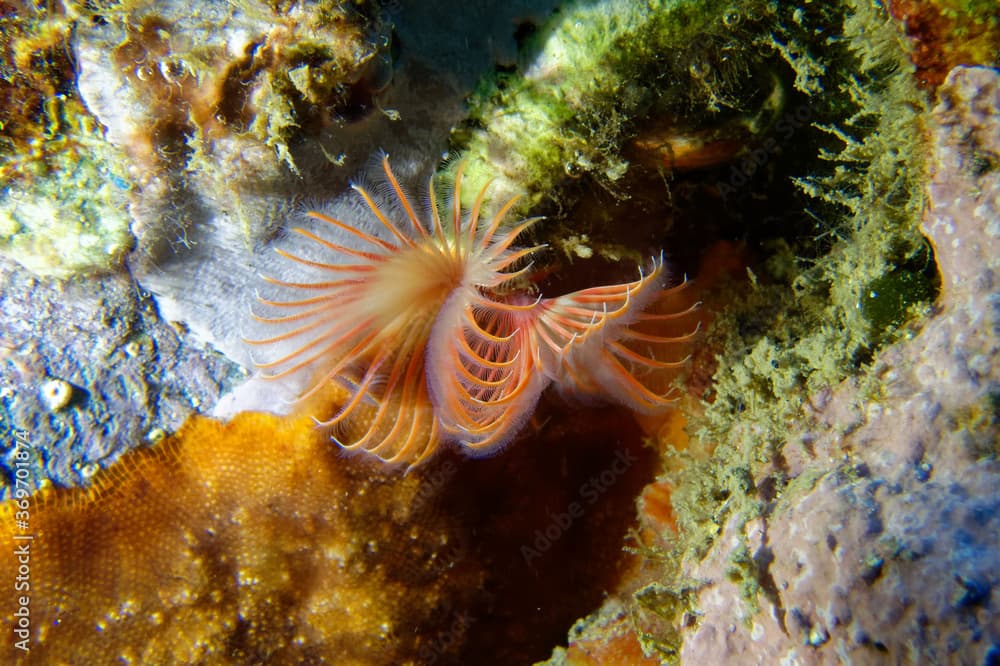 Red Tubicolous Worm (Serpula vermicularis ) in Mediterranean Sea