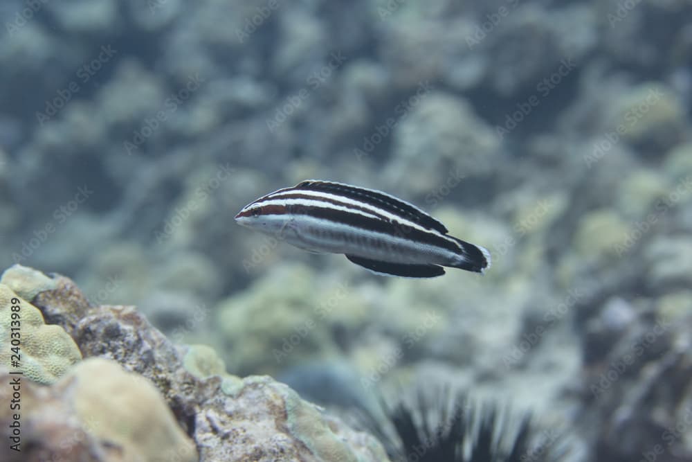 Yellowstripe Coris on Coral Reef