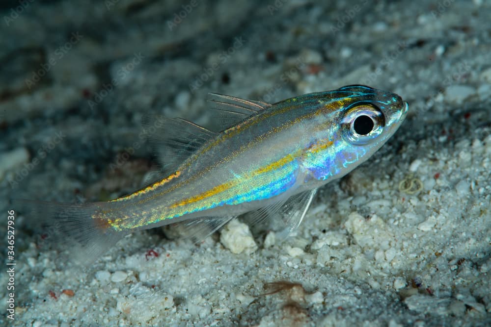 yellowstriped cardinalfish fish