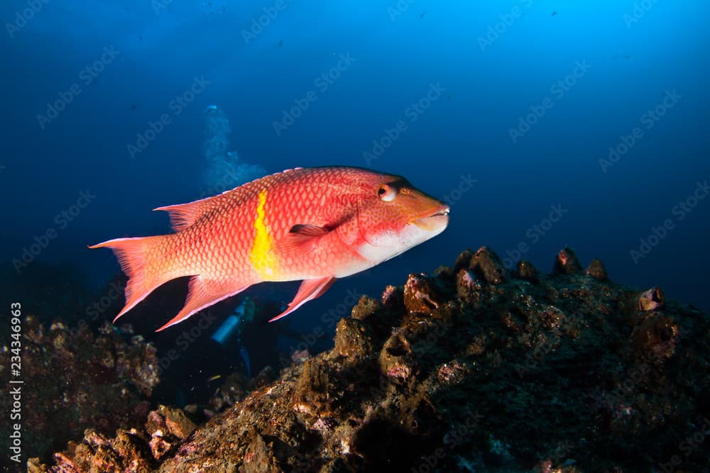 Mexican Hogfish /Bodianus Diplotaenia/ swims among reef. 