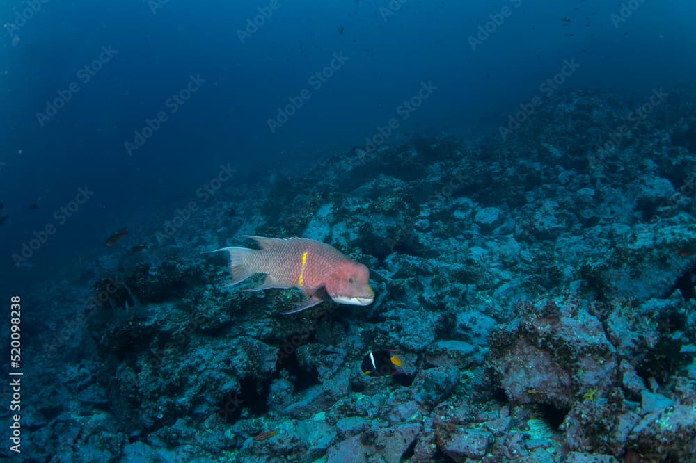 Mexican hogfish diving near the bottom on Malpelo island. Bodianus diplotaenia on the dive. Abundant fish in protected pacific area. 