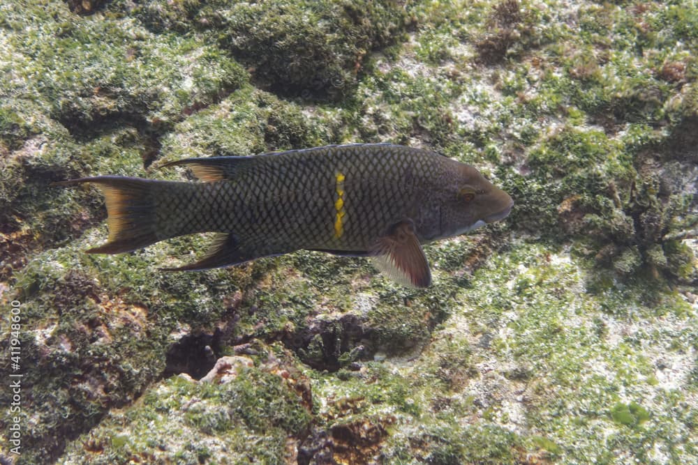 Mexican hogfish (Bodianus diplotaenia) in Galapagos Islands, Ecuador