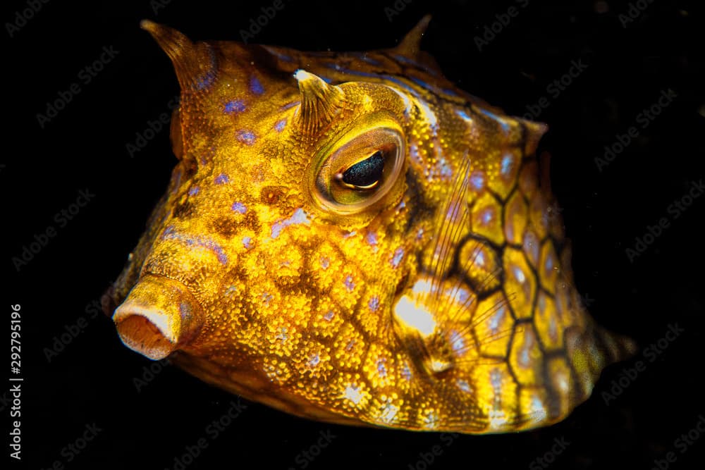 Long-horn cowfish