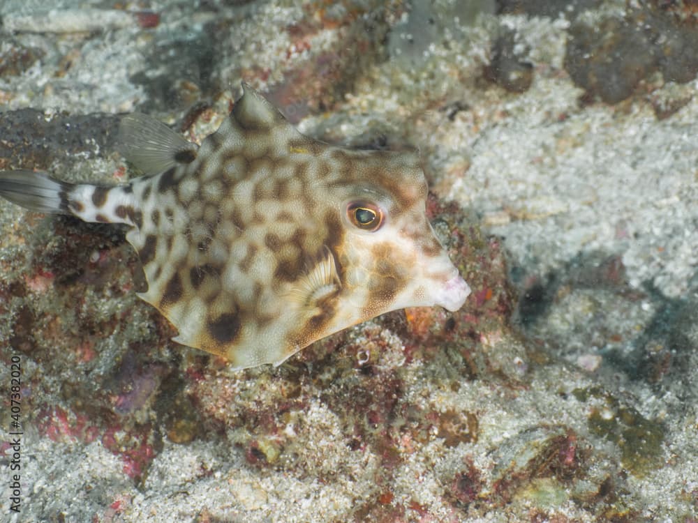 Round belly Cowfish swimming in a sandy area (Mergui archipelago, Myanmar)