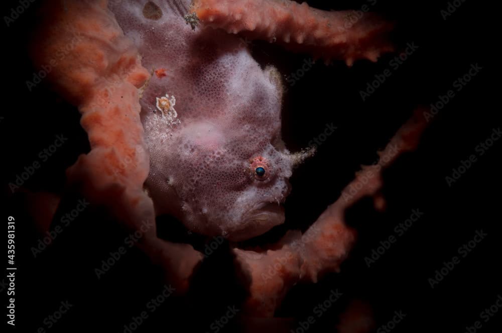 Spotfin frogfish or Antennatus nummifer