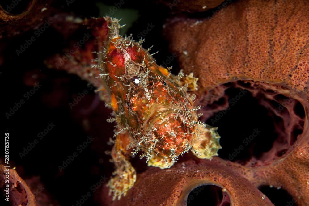 Spotfin frogfish - Antennatus nummifer