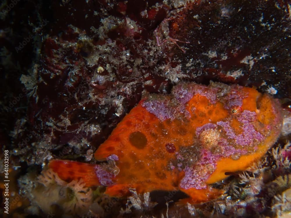 Spotfin frogfish in IOP, Izu