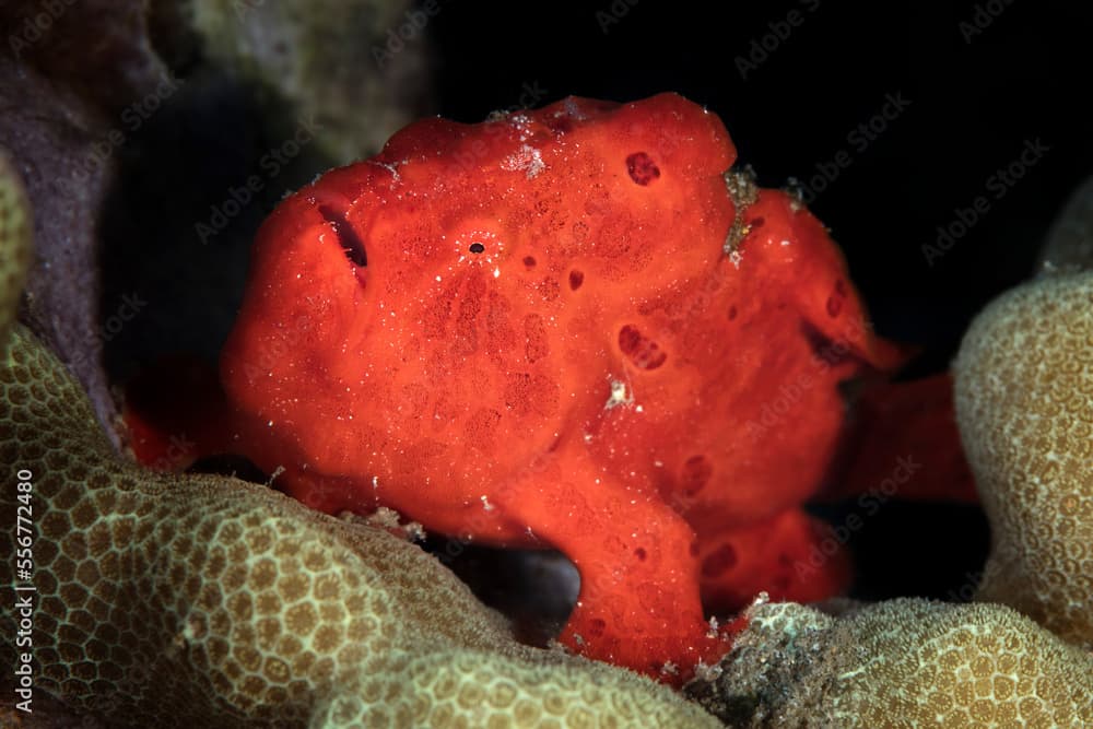 A bright, red frogfish (Antennarius nummifer) sits on coral reef with black background, Maui; Hawaii, United States of America