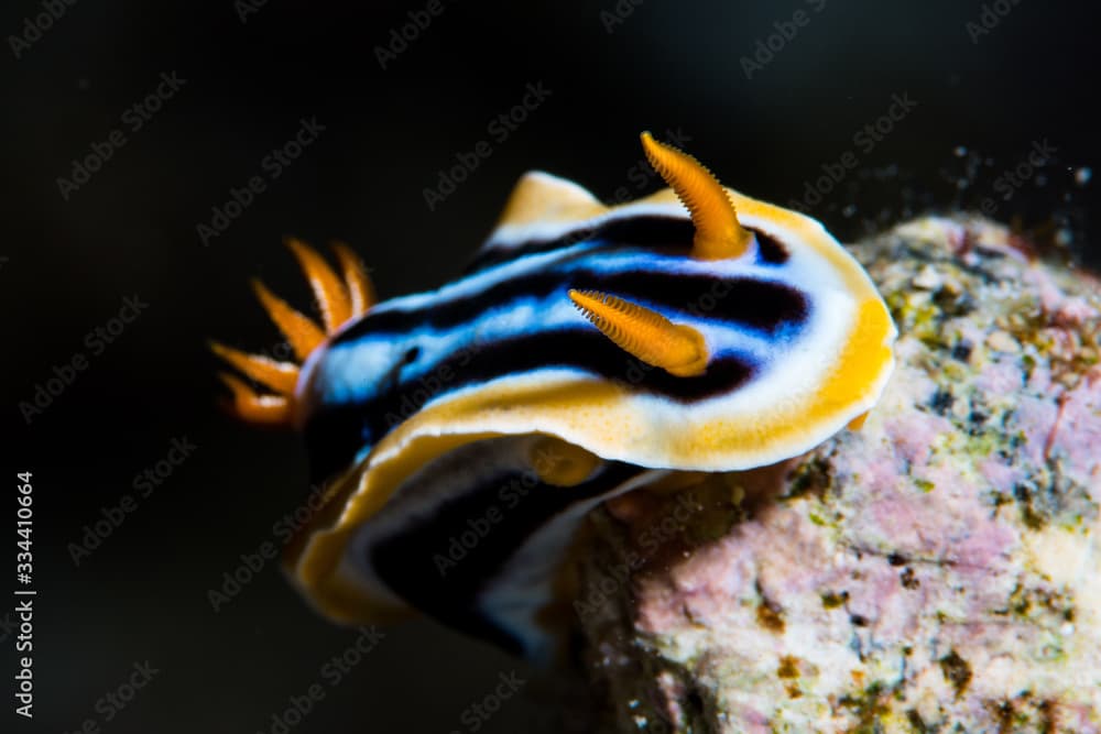 Chromodoris elisabethina