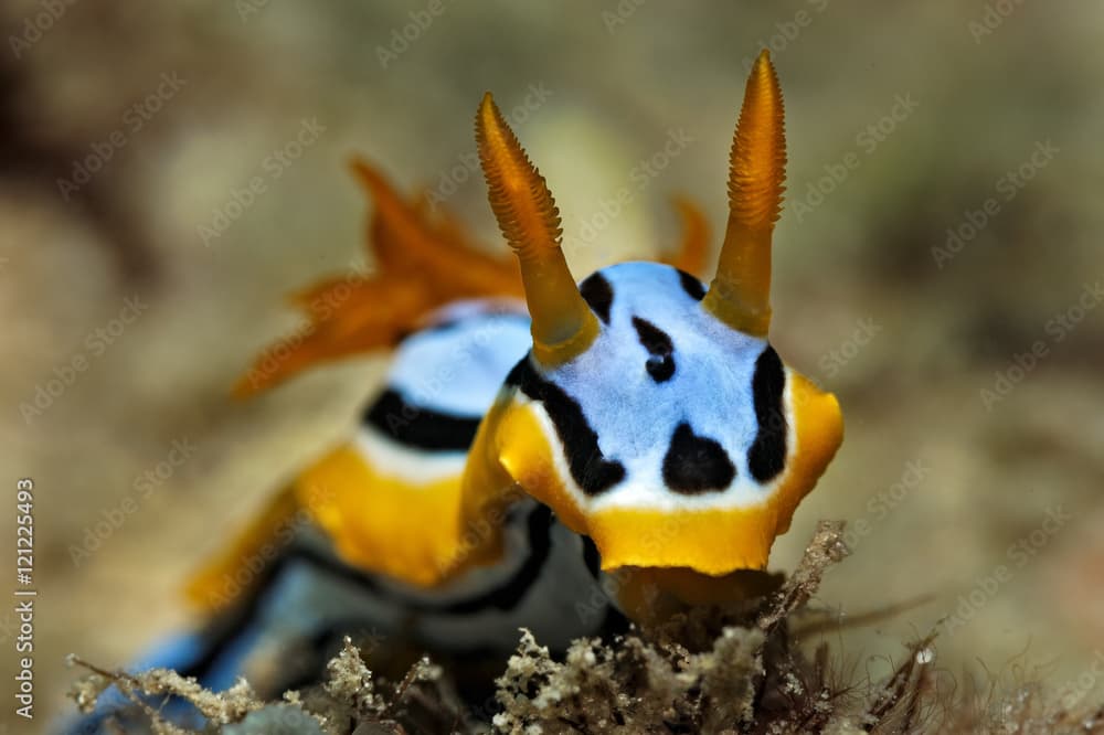 Chromodoris elisabethina