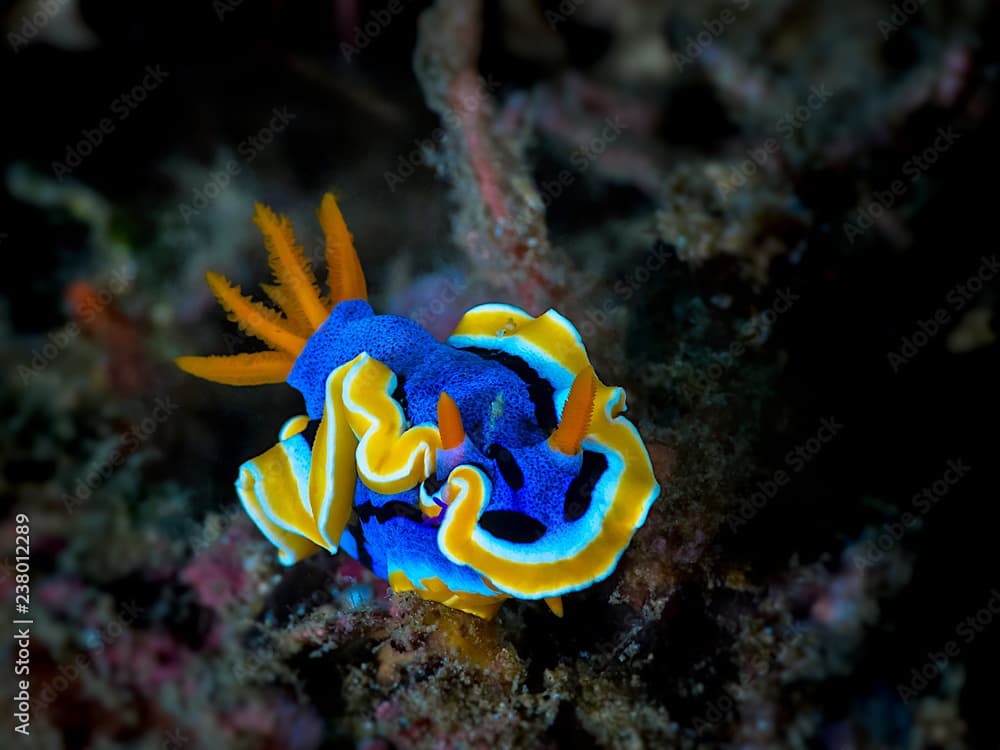 Chromodoris Elisabethina