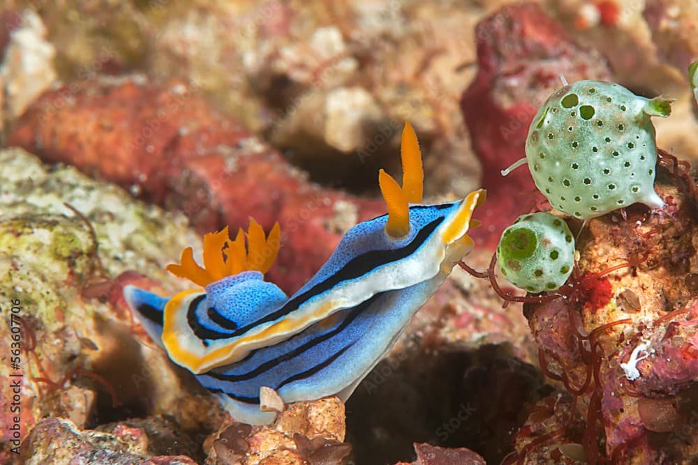 Closeup of a Chromodoris Elisabethina nudibranch, a colorful   beautiful sea slug  crawling on coral