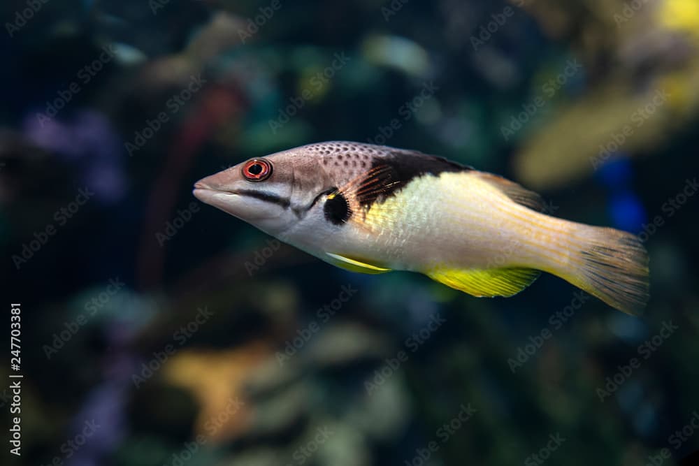 Split-level hogfish, Bodianus mesothorax, coral fish, detail,close up