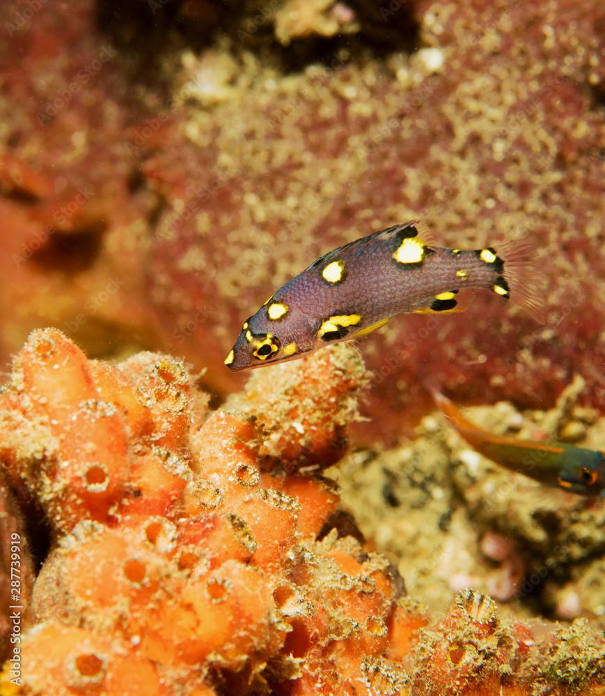 Juvenile blackbelt hogfish, Bodianus mesothorax, Raja Ampat Indonesia.