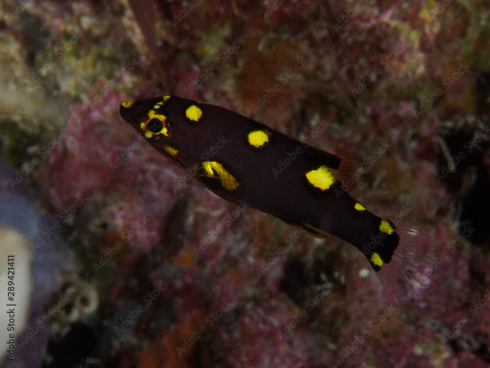 Splitlevel hogfish