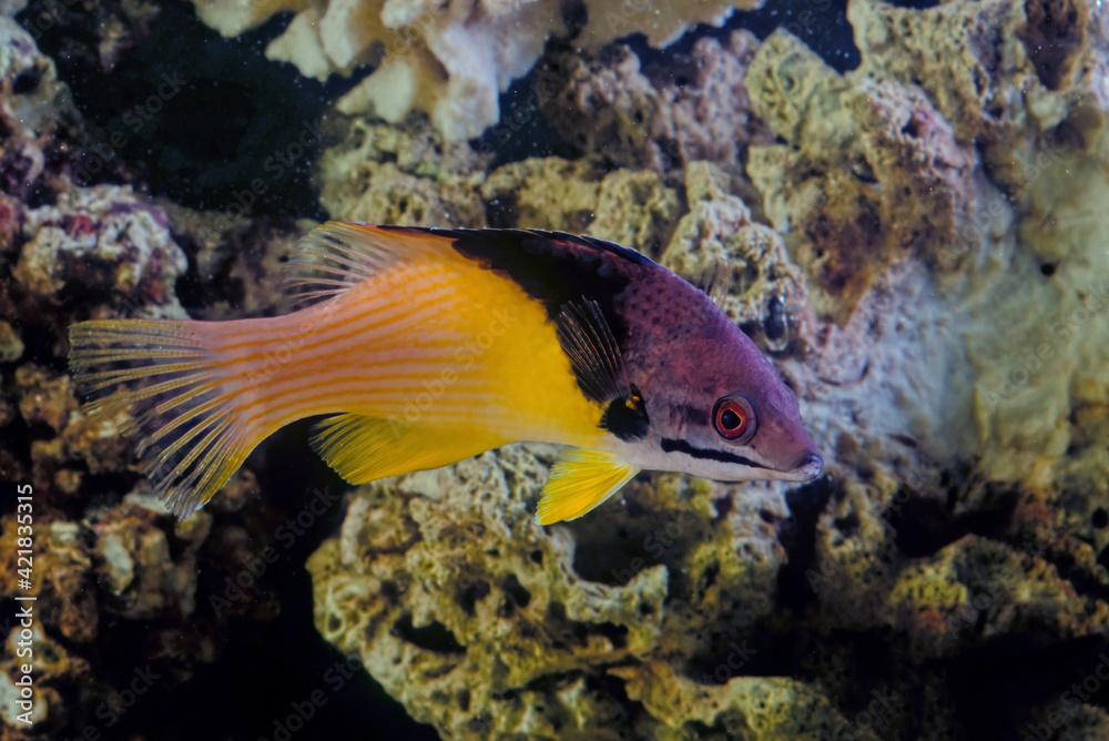 Bodianus mesothorax