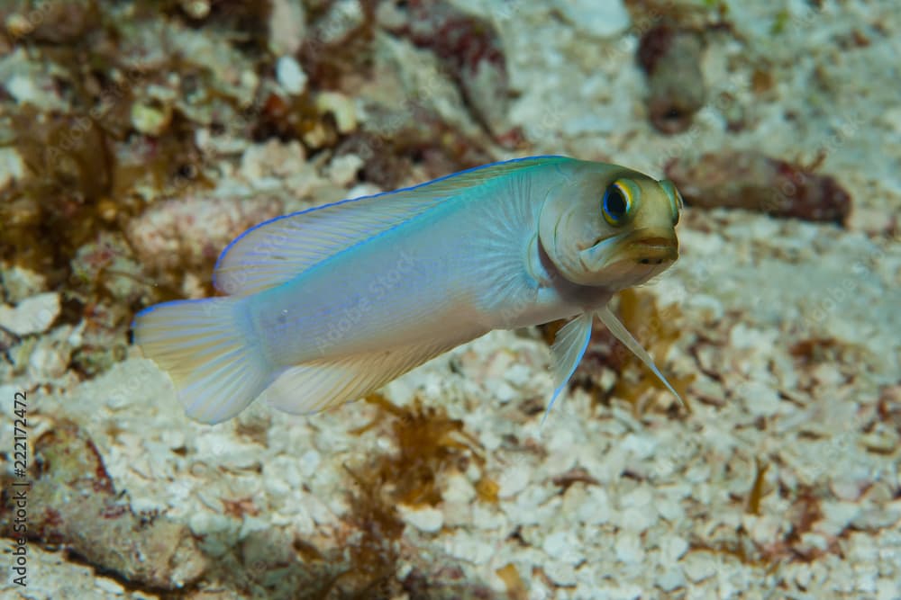 Yellowhead Jawfish Opistognathus aurifrons