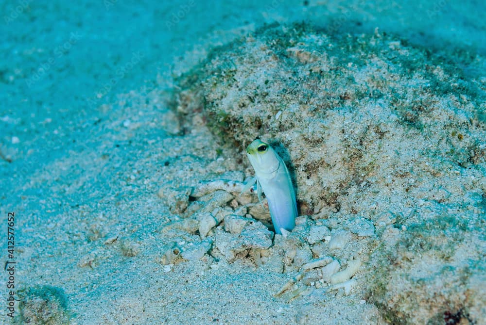 Yellowhead Jawfish hovering over it's coral burrow