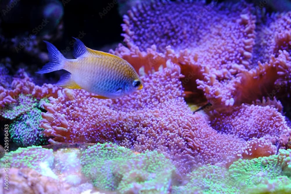 Closeup of Ternate damselfish on background of hairy mushroom corals, Amblyglyphidodon ternatensis