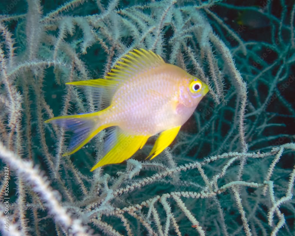 A Ternate Damselfish (Amblyglyphidodon ternatensis)