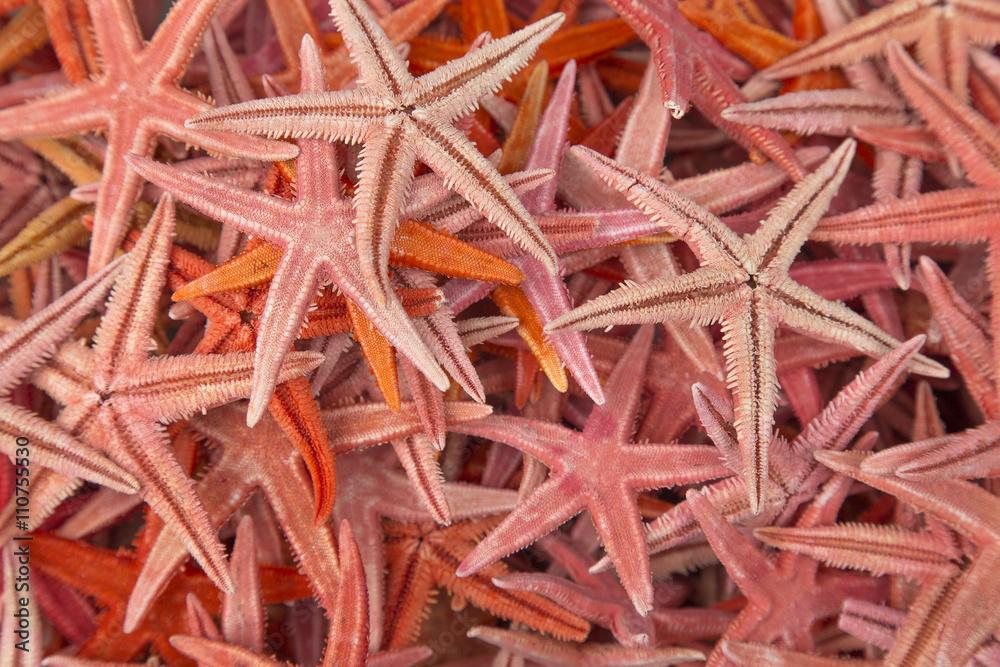 Red caribbean starfish