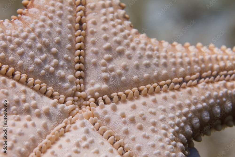 Bottom of Red Cushion Sea Star (Starfish)