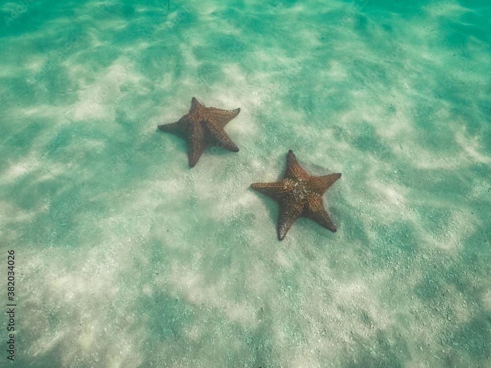 Underwater view of two red starfishes in blue water of Caribbean Sea, Saona island, Dominican Republic