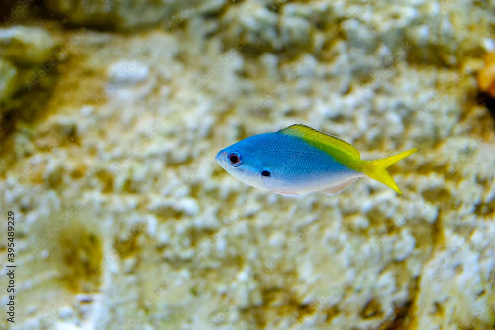 caesio teres fish in aquarium