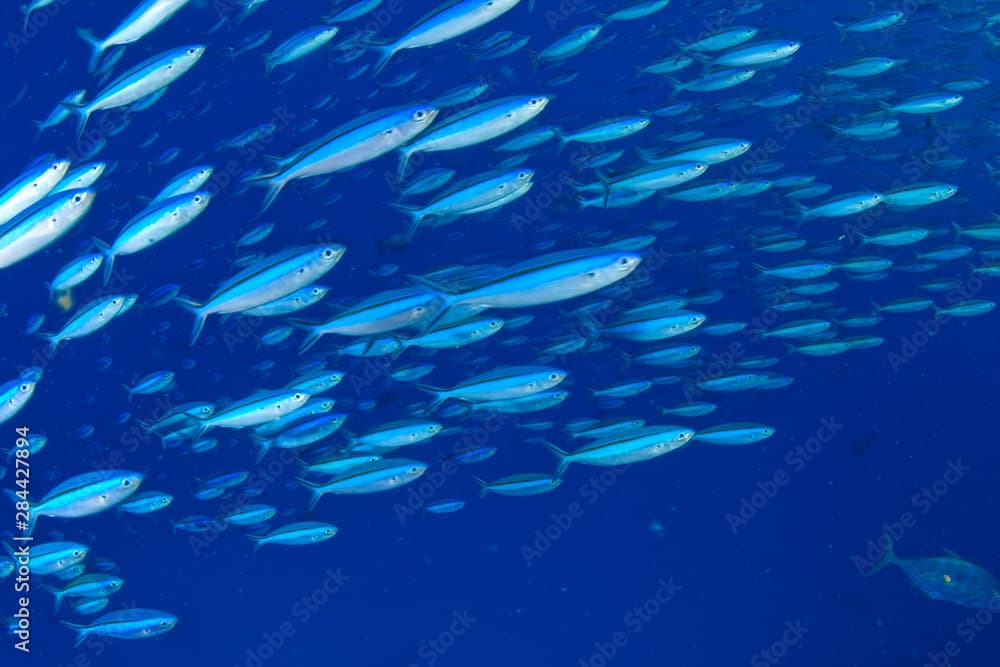 Large school of Bluestreak Fusiliers feeding (Pterocaesio tile), Palau, Micronesia, Rock Islands, World Heritage Site, Western Pacific