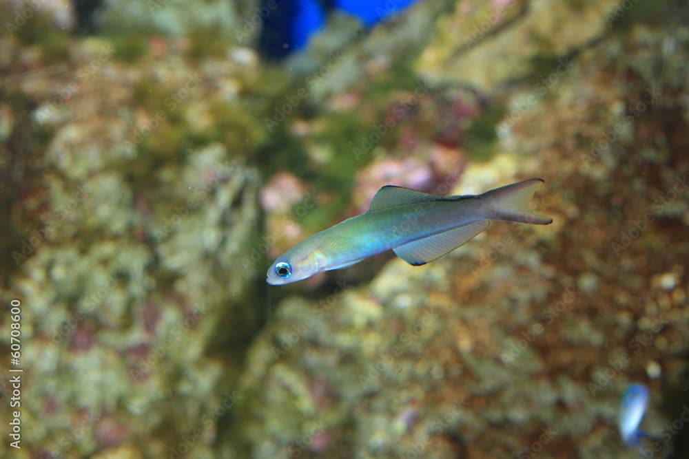 Blue gudgeon (Ptereleotris microlepis) in Japan