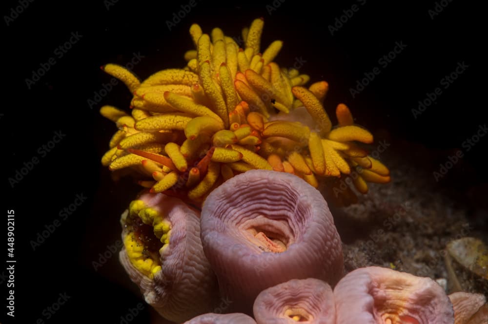 Aeolid nudibranch with scientific name Tenellia melanobrachia