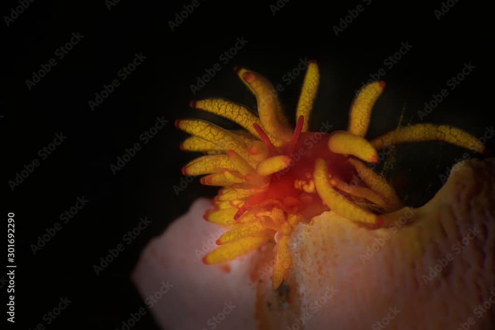 Nudibranch Phestilla melanobrachia. Underwater macro photography from Lembeh Strait, Indonesia