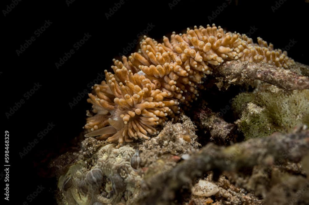 Aeolian Nudibranch or Phestilla melanobrachia